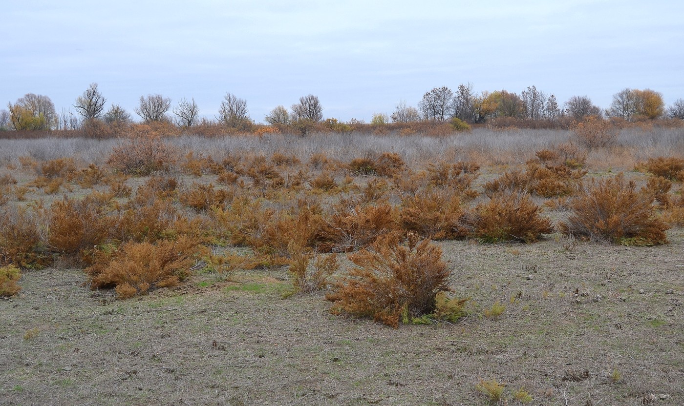 Image of Salsola dendroides specimen.