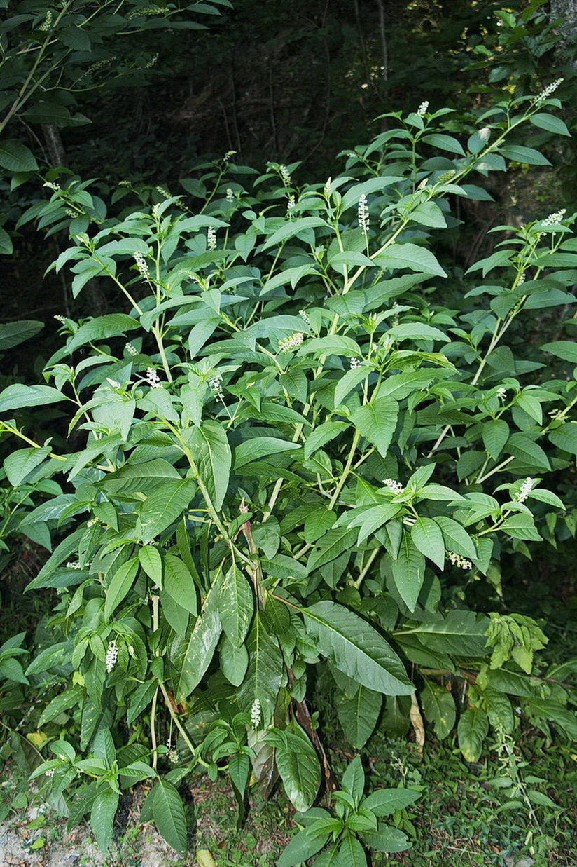 Image of Phytolacca americana specimen.