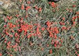 Ephedra monosperma