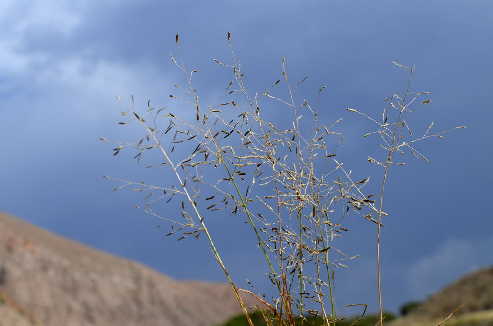 Image of Eragrostis minor specimen.