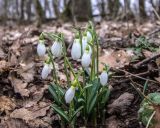 Galanthus plicatus