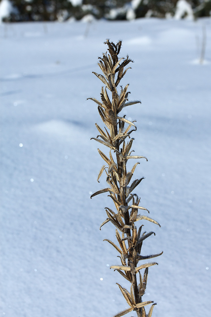 Image of Oenothera biennis specimen.