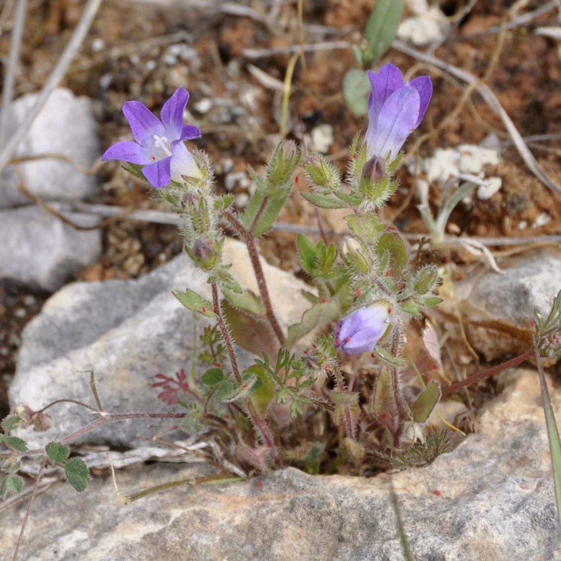 Image of Campanula drabifolia specimen.