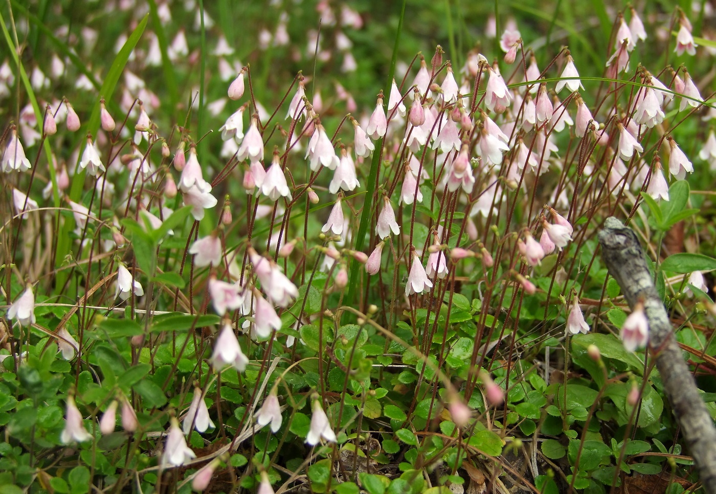 Изображение особи Linnaea borealis.