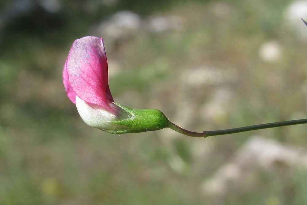 Изображение особи Lathyrus nissolia.