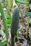 Monstera deliciosa