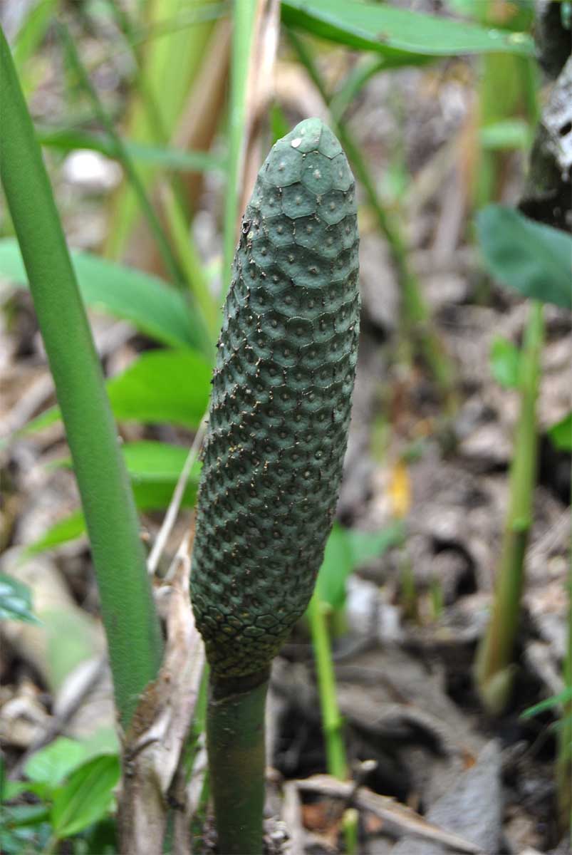 Image of Monstera deliciosa specimen.