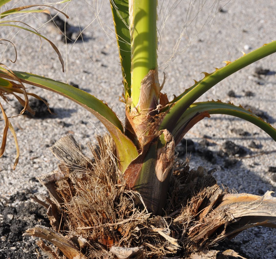 Изображение особи род Washingtonia.