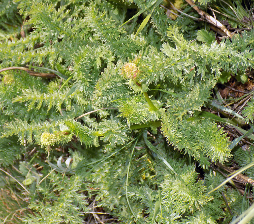 Image of Filipendula vulgaris specimen.