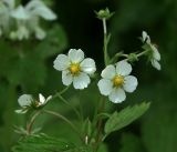 Fragaria vesca. Цветки. Московская обл., Раменский р-н, окр. дер. Хрипань, садовый участок. 27.05.2018.