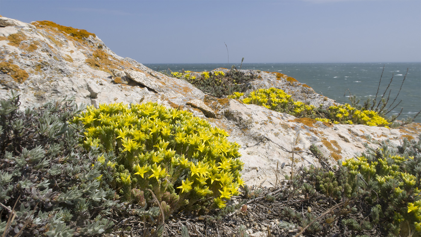 Изображение особи Sedum acre.