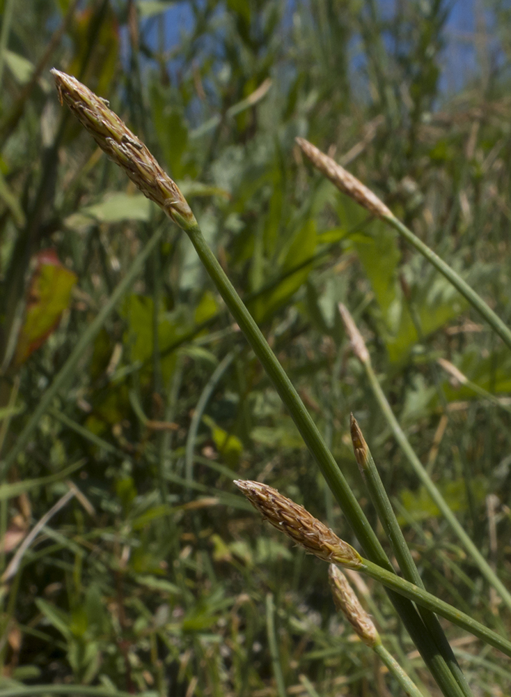 Image of Eleocharis mitracarpa specimen.