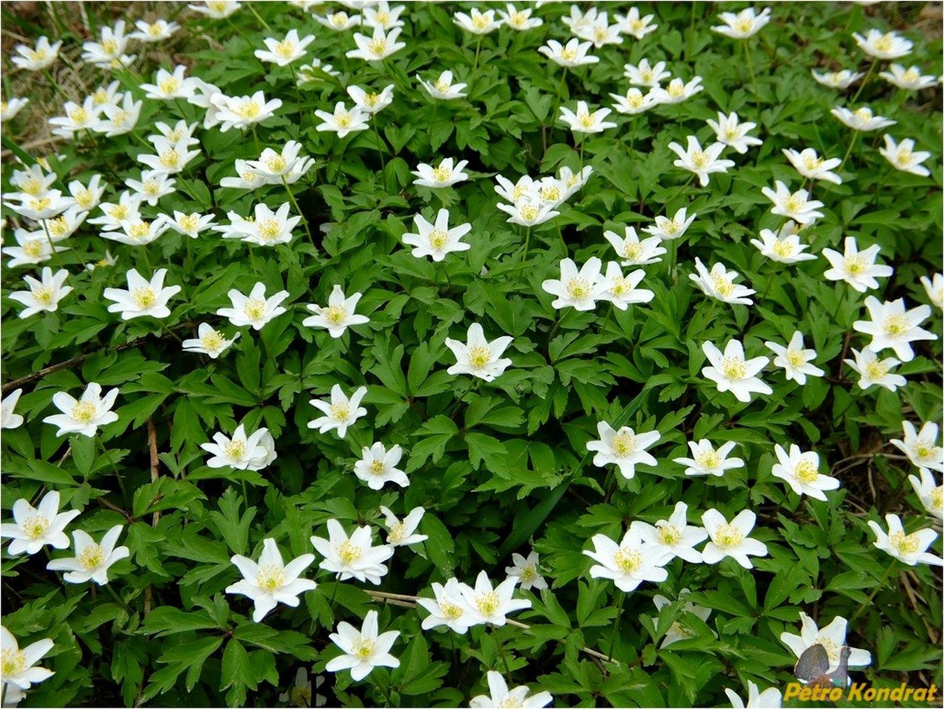 Изображение особи Anemone nemorosa.