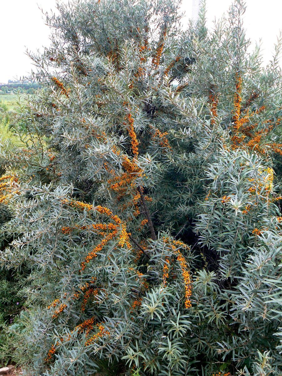 Image of Hippophae rhamnoides specimen.