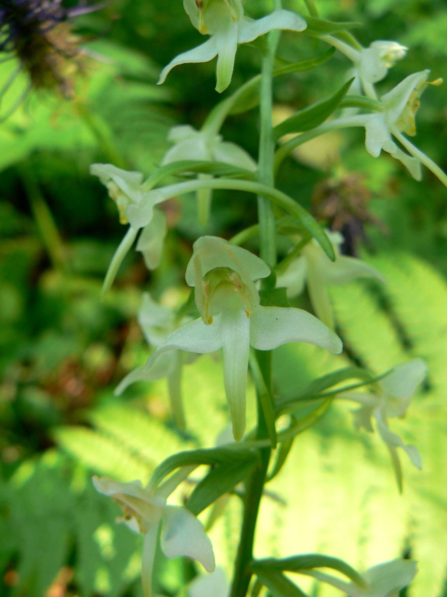 Image of Platanthera chlorantha specimen.