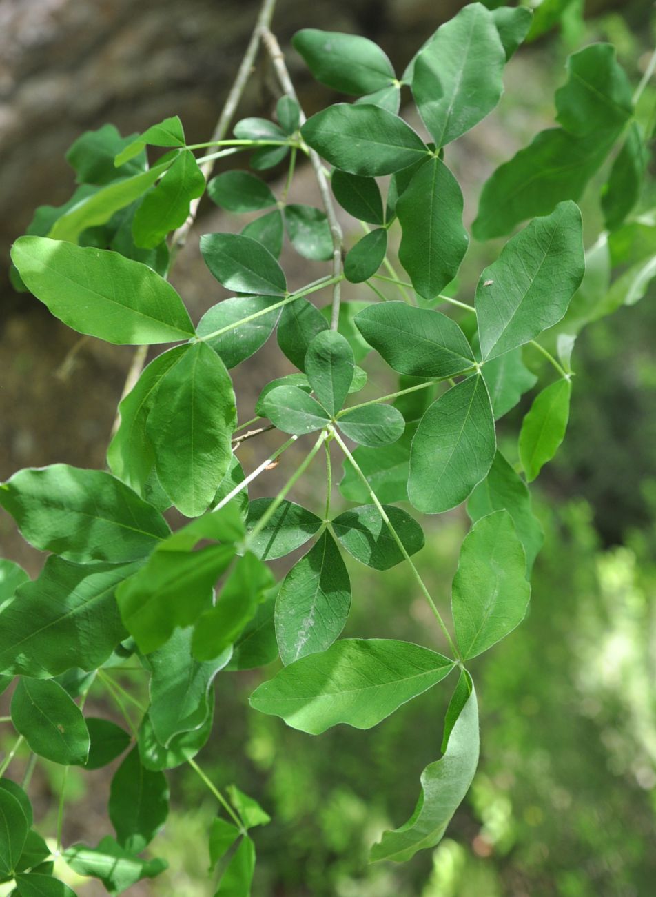 Image of Laburnum anagyroides specimen.