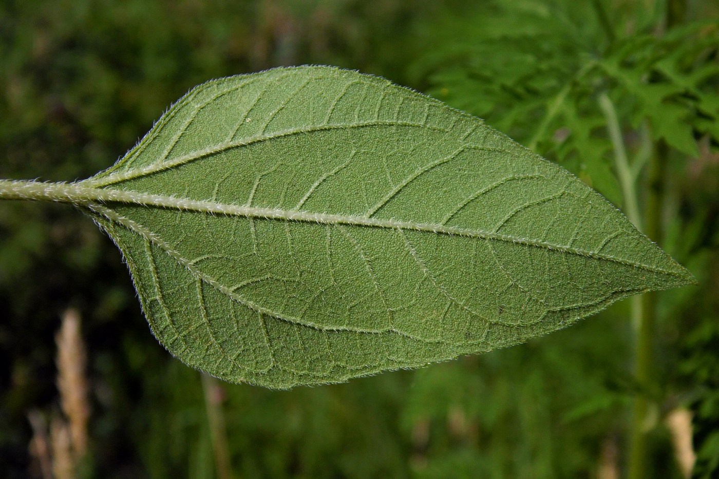 Image of Helianthus annuus specimen.