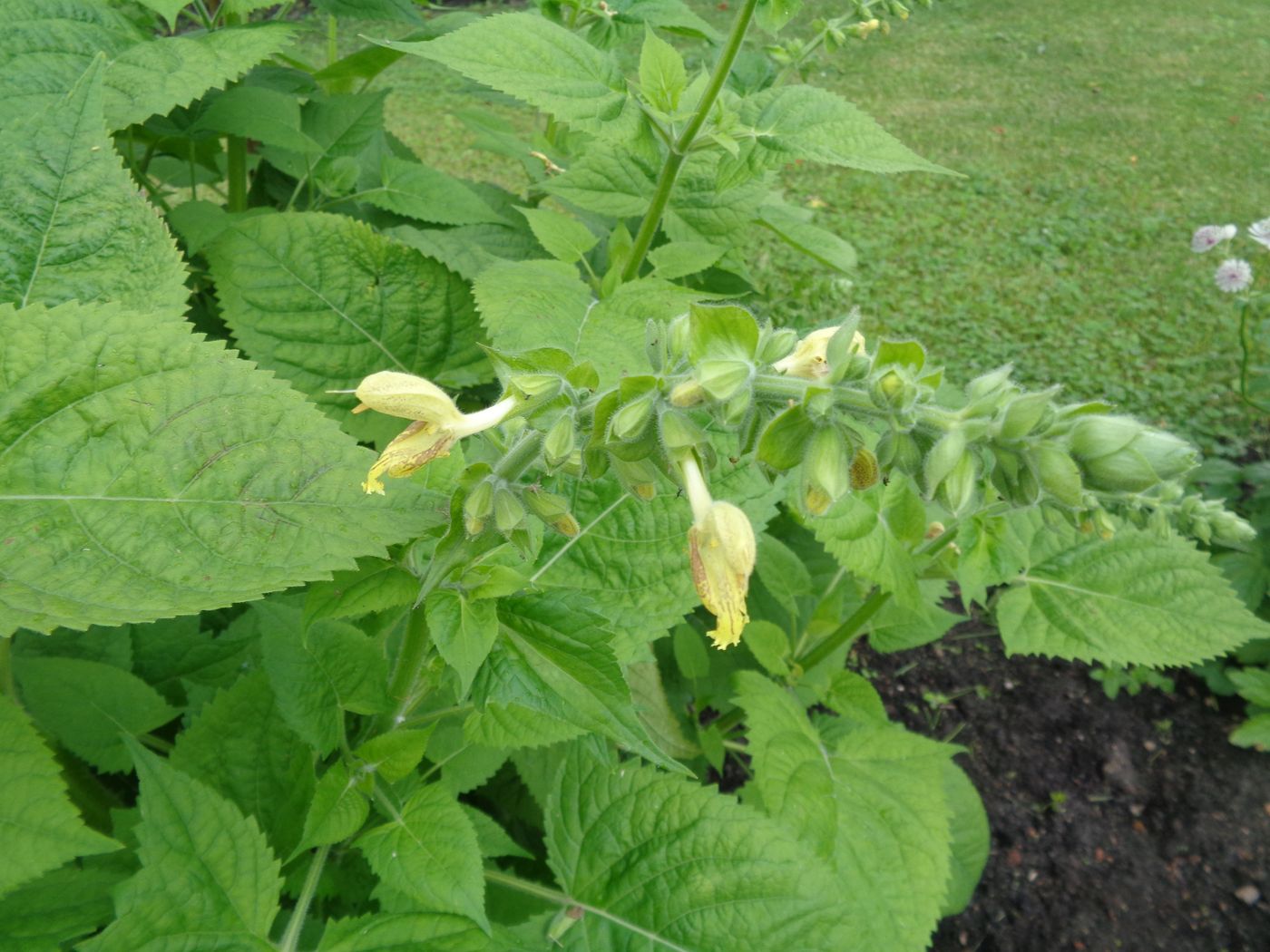 Изображение особи Salvia glutinosa.