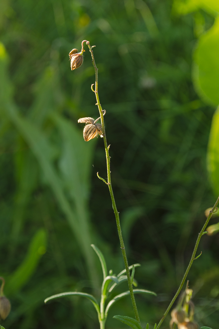 Image of genus Helianthemum specimen.