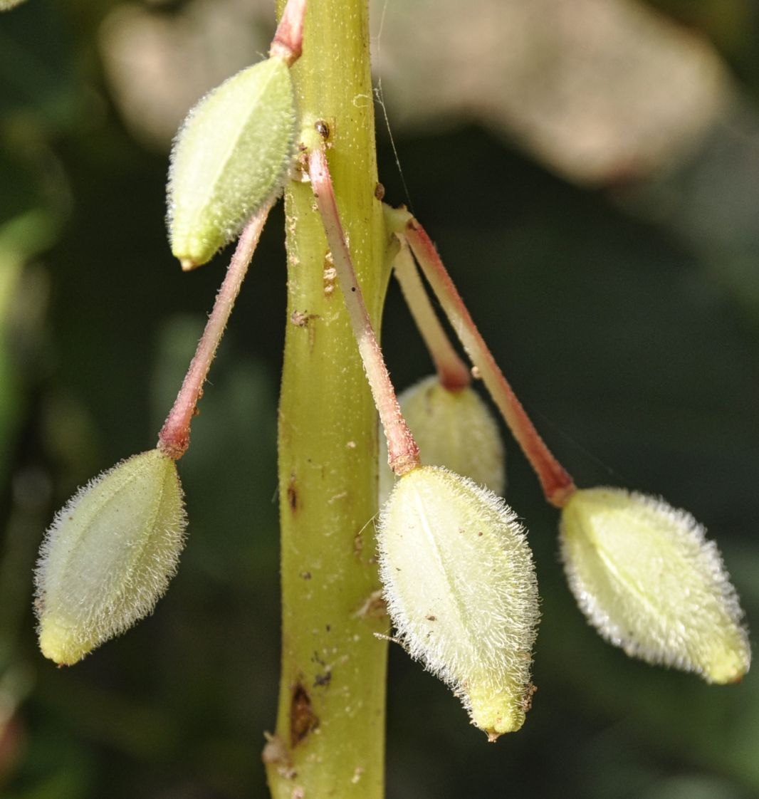 Image of Impatiens balsamina specimen.