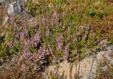 Calluna vulgaris. Цветущее растение. Московская обл., Шатурский р-н, долина р. Поля, вырубка на опушке сосняка. 18.08.2018.