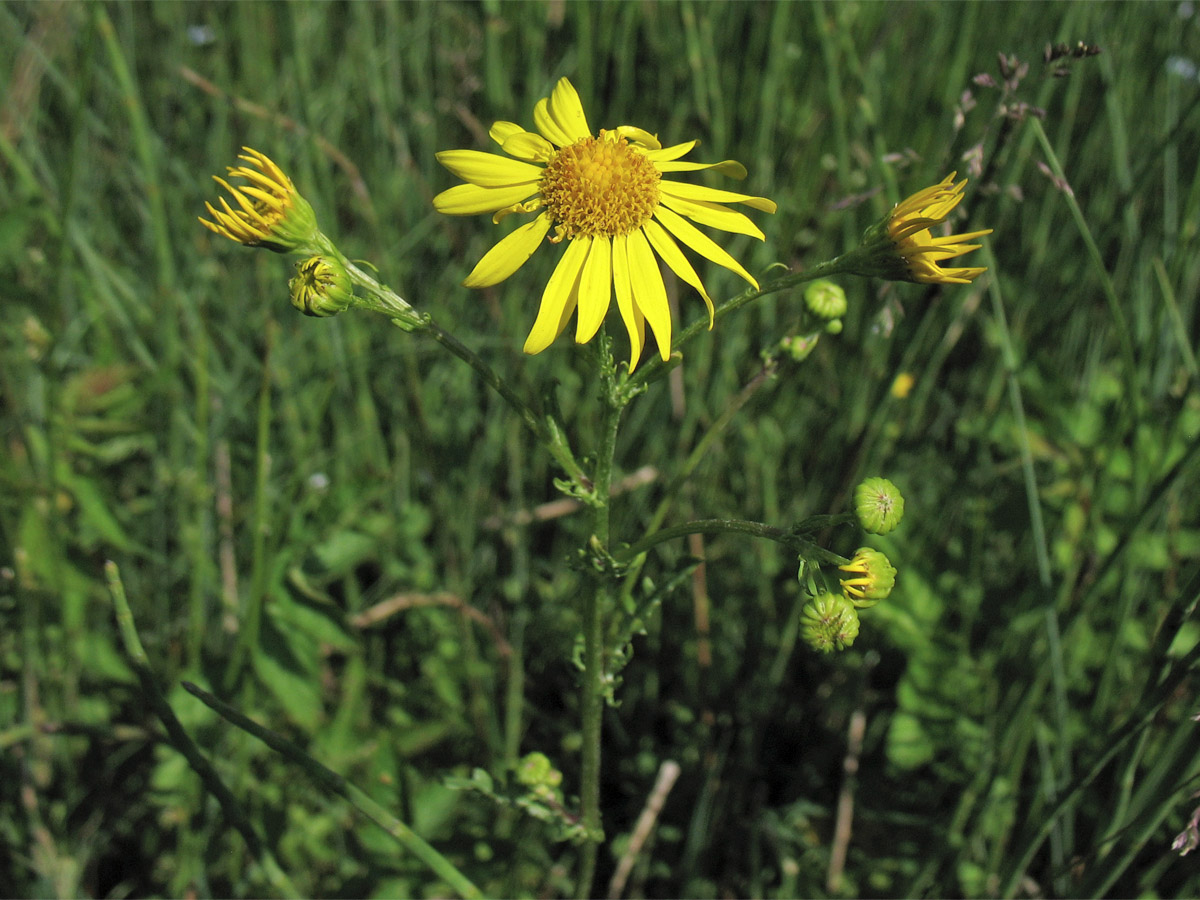Image of Senecio aquaticus specimen.