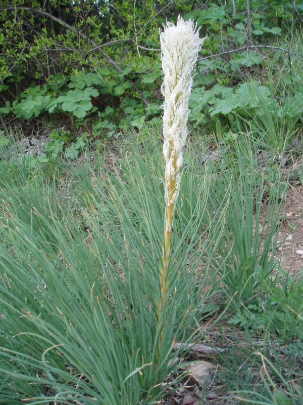 Изображение особи Asphodeline taurica.