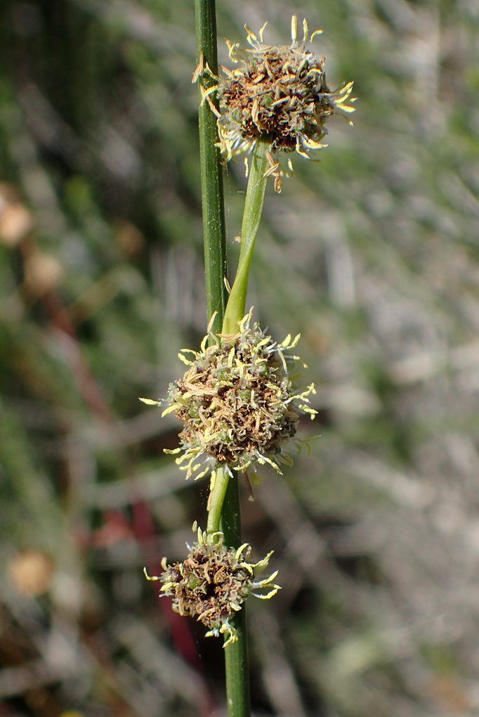 Image of Scirpoides holoschoenus specimen.