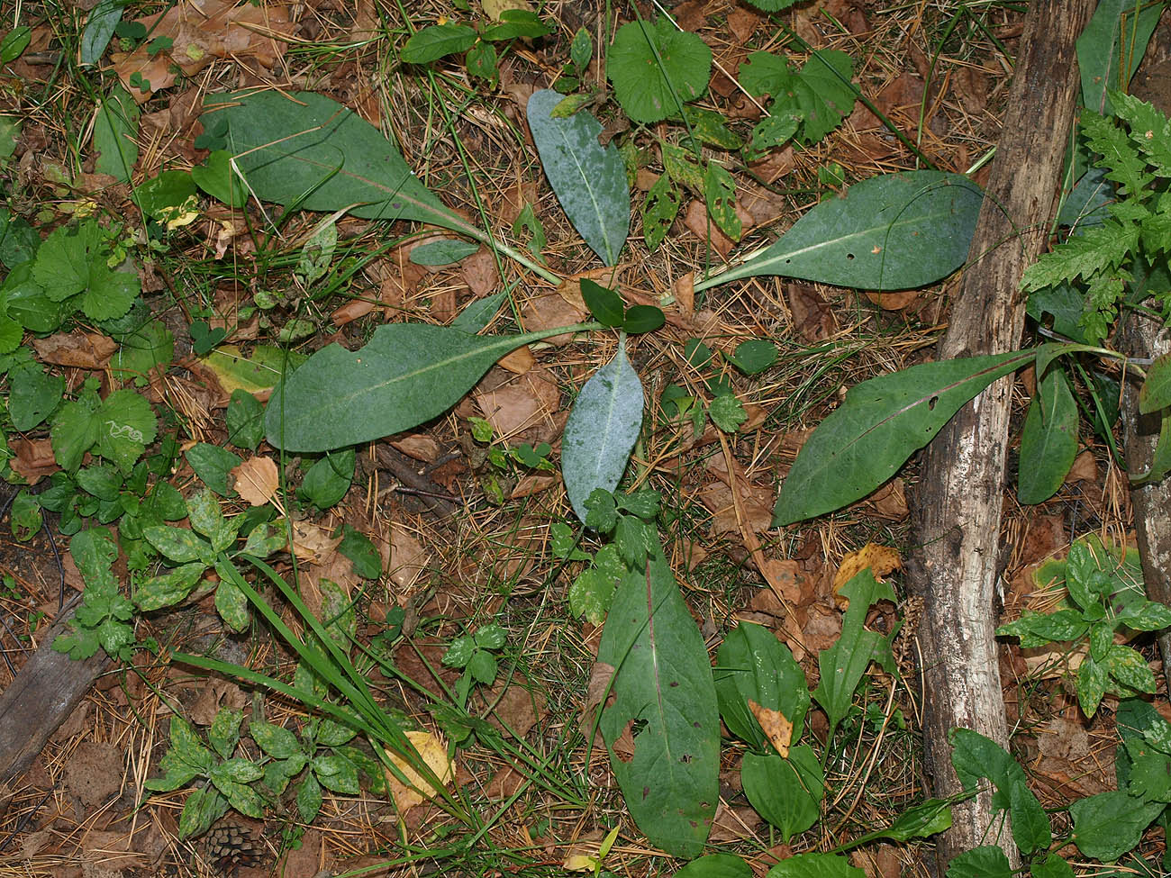 Image of Succisa pratensis specimen.