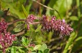 род Thymus