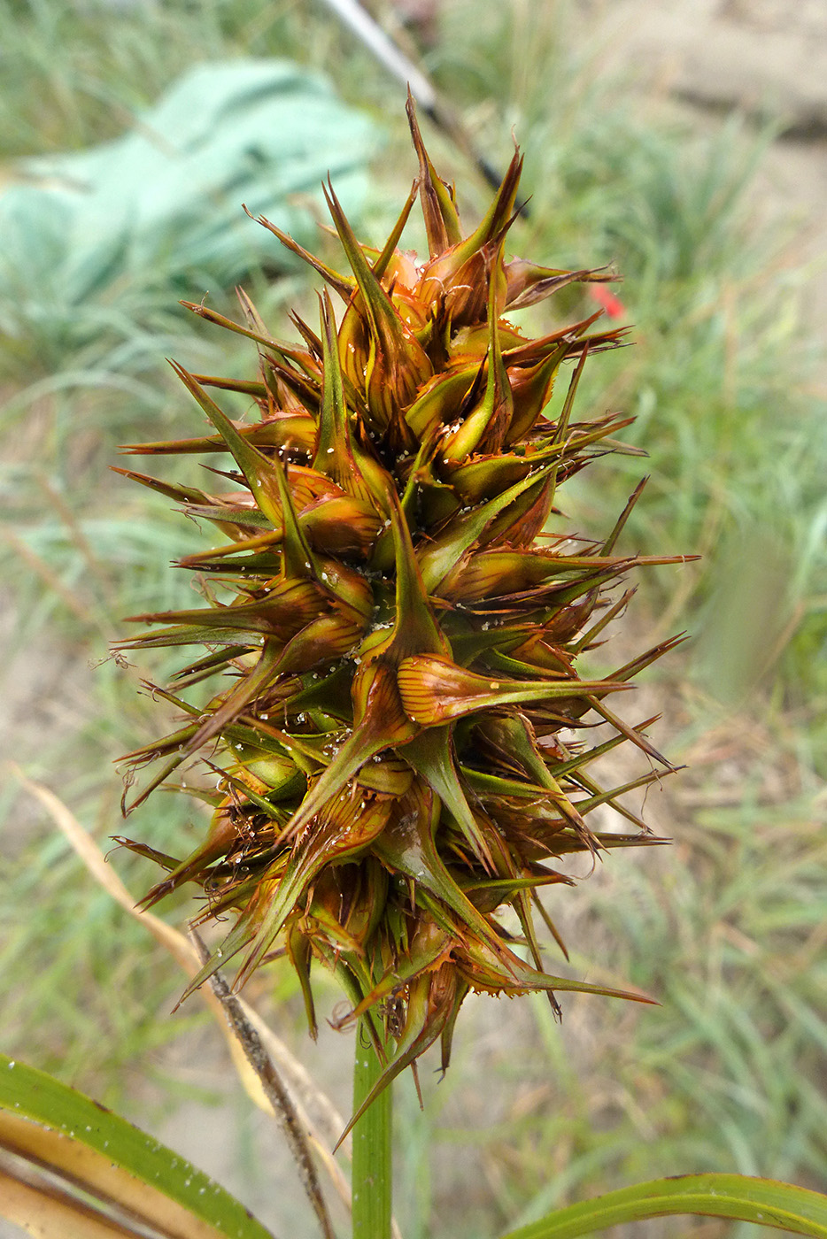 Image of Carex macrocephala specimen.