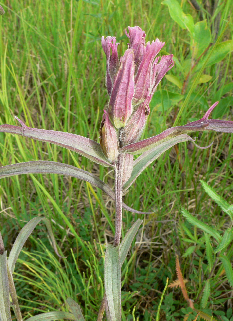 Image of Castilleja rubra specimen.