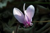 Cyclamen graecum