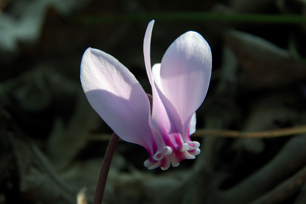 Image of Cyclamen graecum specimen.