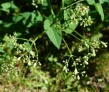 Clematis lathyrifolia