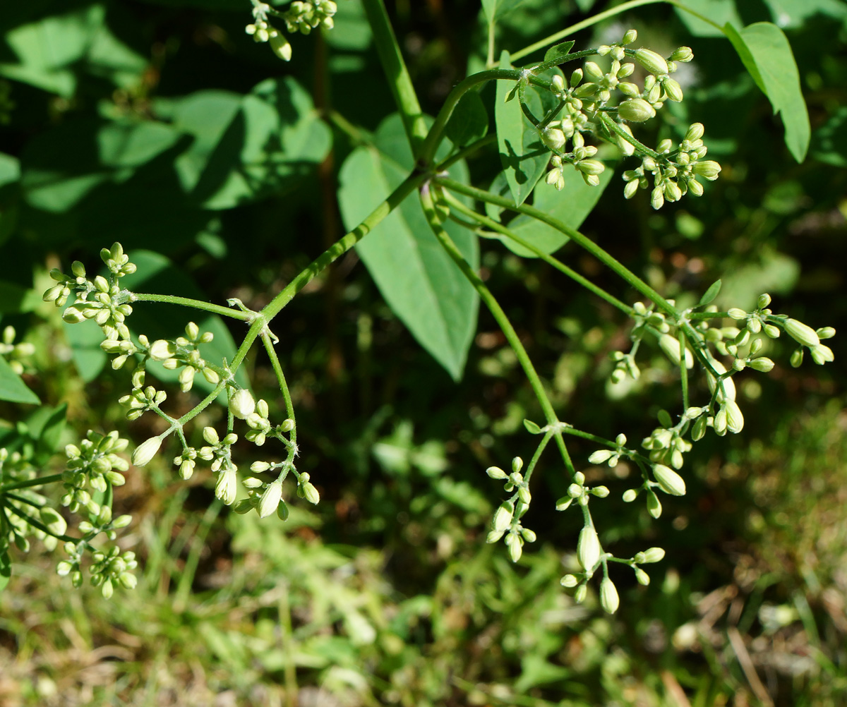 Изображение особи Clematis lathyrifolia.