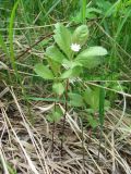 Trientalis arctica