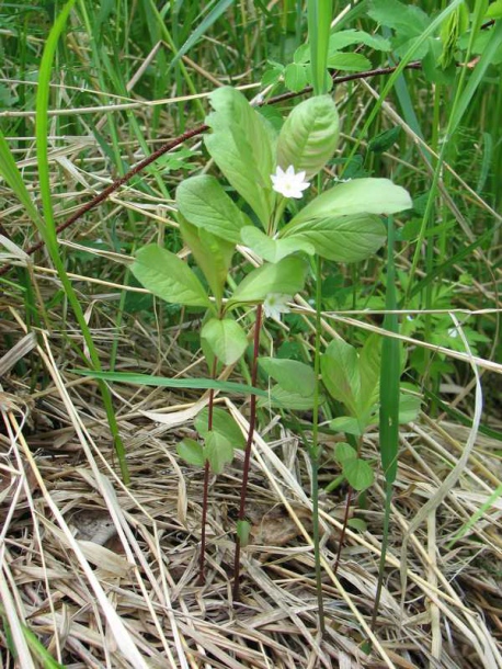 Image of Trientalis arctica specimen.