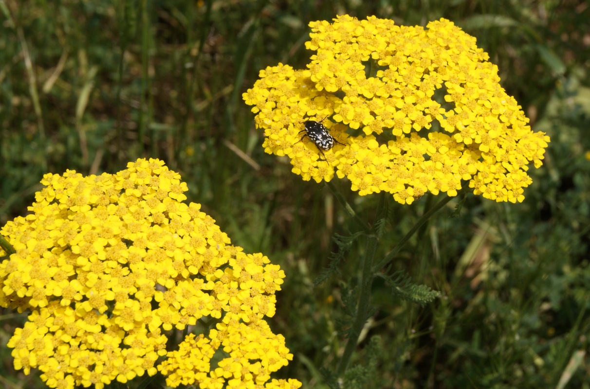 Изображение особи Achillea arabica.