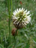 Trifolium montanum. Часть побега и соцветие. Свердловская обл., г. Екатеринбург, окр. пос. Шабровский, берёзовый лес. 19.08.2018.