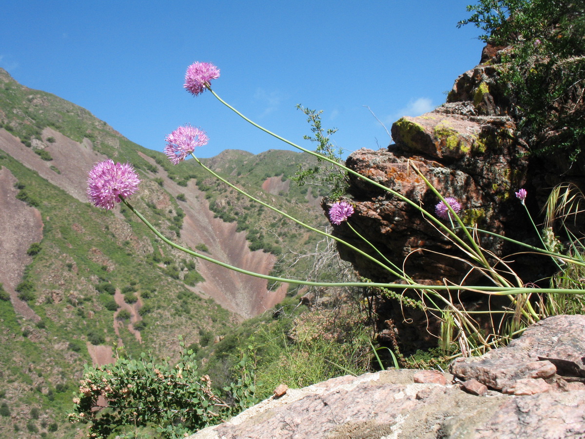 Image of Allium pallasii specimen.