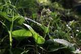 Trachystemon orientalis. Верхушка отцветшего растения с листьями. Краснодарский край, Туапсинский р-н, долина ручья Красный Водопад, широколиственный лес. 25.04.2013.