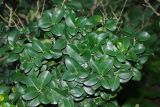 Ligustrum japonicum. Верхушки побегов. Краснодарский край, г. Сочи, Адлерский р-н, в культуре. 13.08.2018.