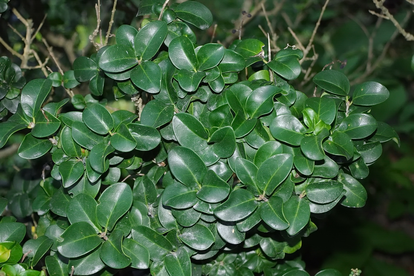 Image of Ligustrum japonicum specimen.
