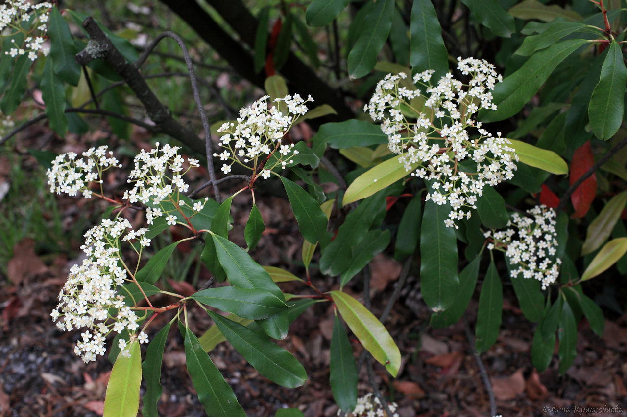 Image of Photinia serratifolia specimen.