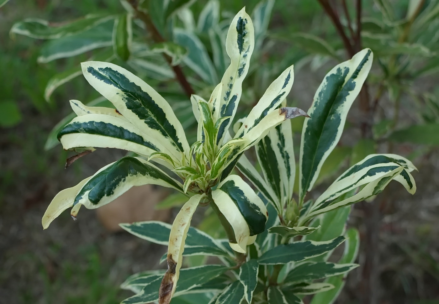 Image of Rhododendron ponticum specimen.