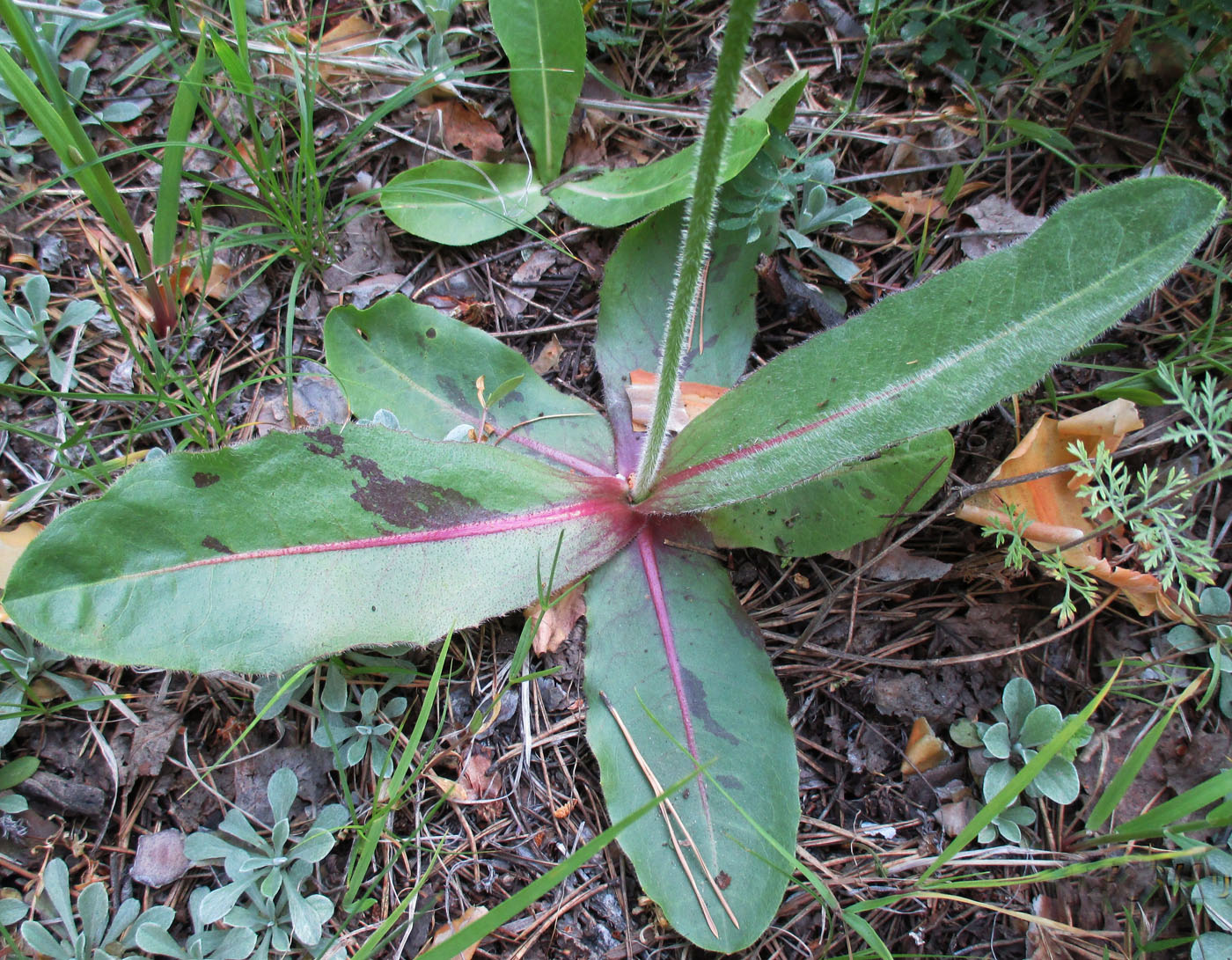 Image of Trommsdorffia maculata specimen.