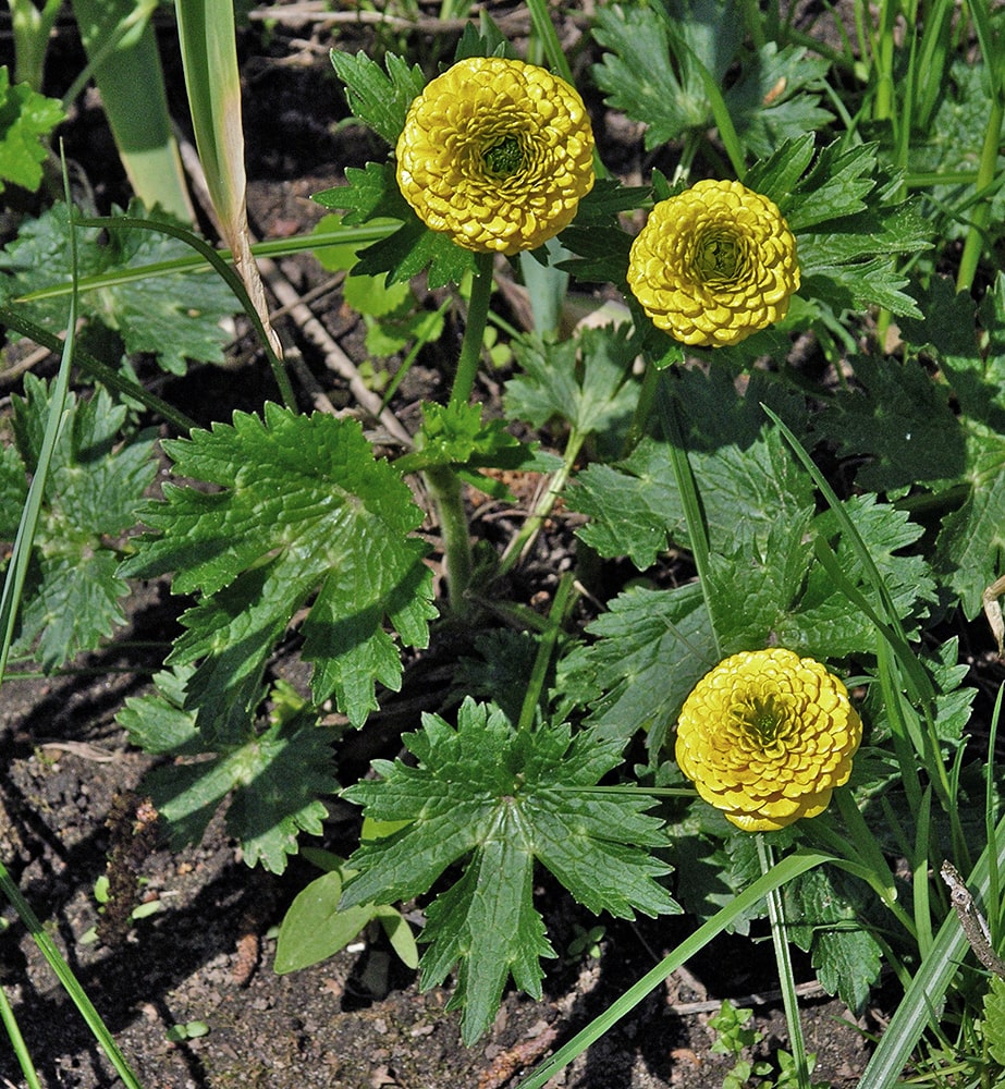 Изображение особи Ranunculus constantinopolitanus.