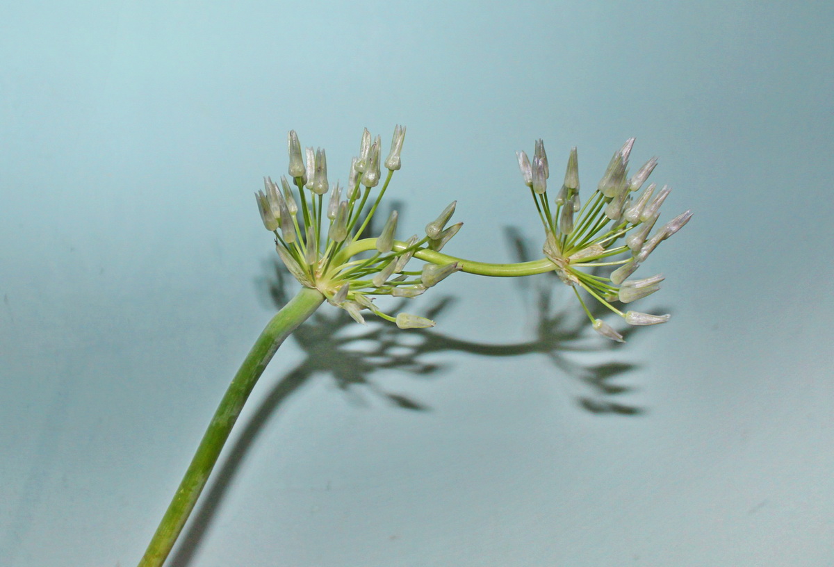 Изображение особи Allium regelii.