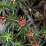 Polytrichum juniperinum. Перигоний на верхушке мужского гаметофита.. Свердловская обл., окр. г. Заречный, урочище Черемшанское болото, на почве. 21.04.2019.